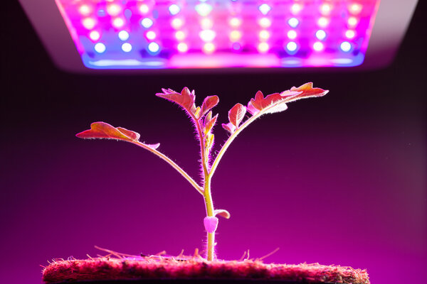 young tomato plant under LED grow light