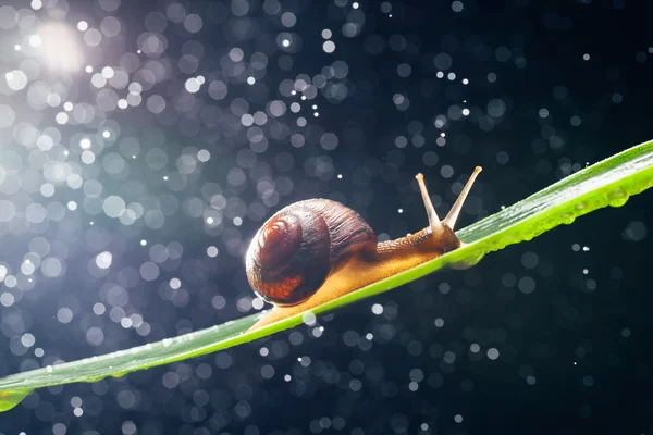 Caracol com partículas de água bokeh como fundo — Fotografia de Stock