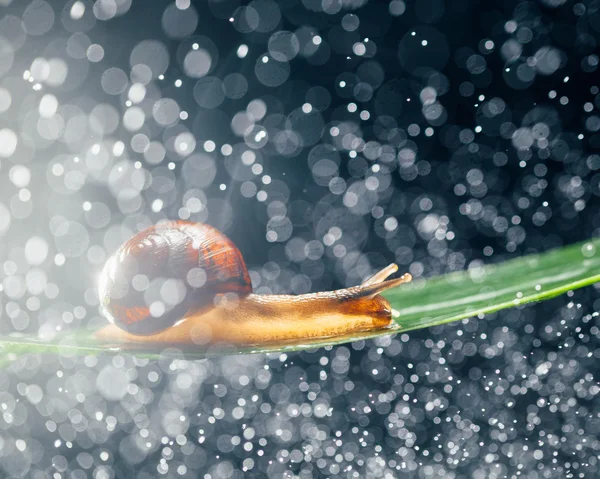 Caracol com partículas de água bokeh como fundo — Fotografia de Stock