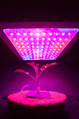 Genç domates bitki Led grow ışık altında