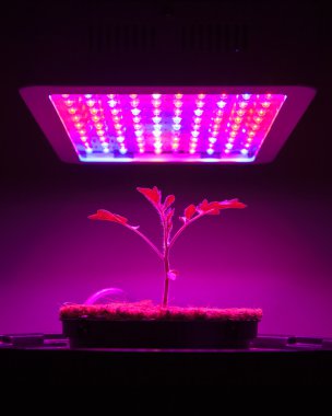Genç domates bitki Led grow ışık altında