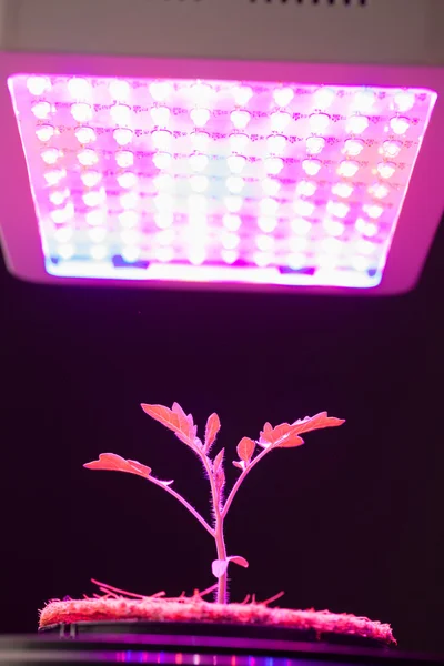 Junge Tomatenpflanze unter Led wächst leicht — Stockfoto
