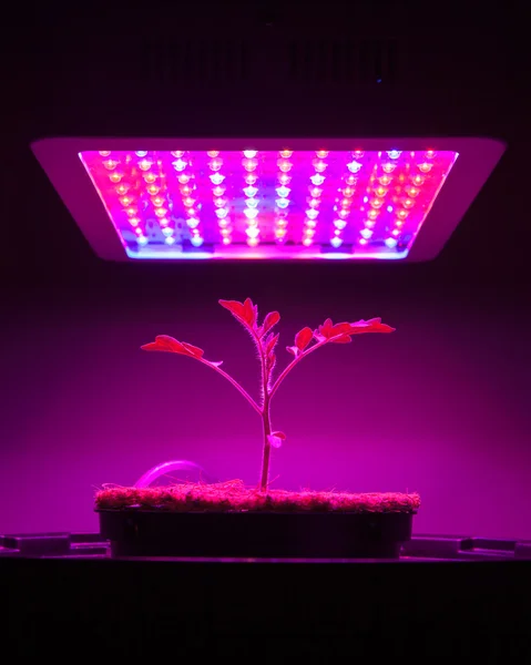 Planta de tomate joven bajo led crecer la luz — Foto de Stock