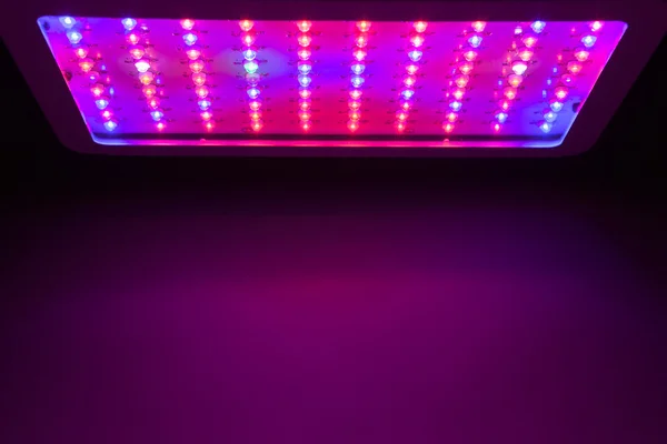 LED grow ışık — Stok fotoğraf