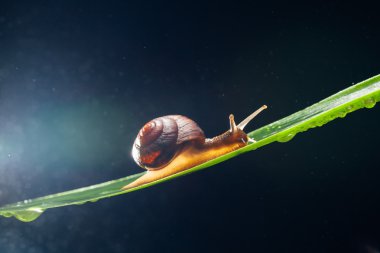 salyangoz su parçacıkları bokeh arka planla ile