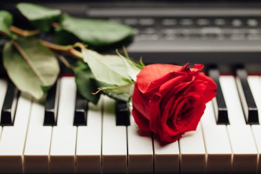 piyano tuşları ve kırmızı gül