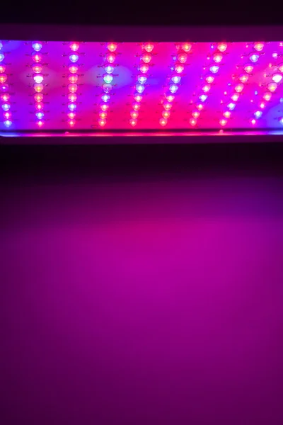 LED vokser lett – stockfoto