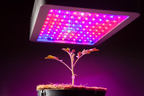 Young tomato plant under LED grow light — Stock Photo, Image