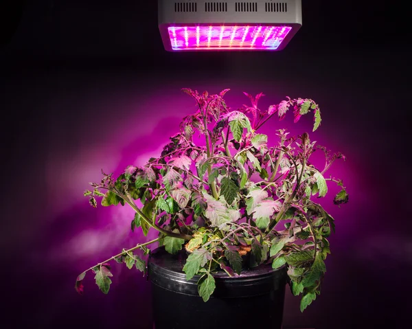 Ripe tomato plant under LED grow light — Stock Photo, Image