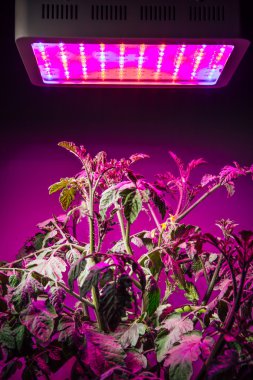 Led grow ışık altında Ripe domates fabrikası