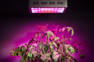 Led grow ışık altında Ripe domates fabrikası