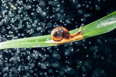 salyangoz su parçacıkları bokeh arka planla ile