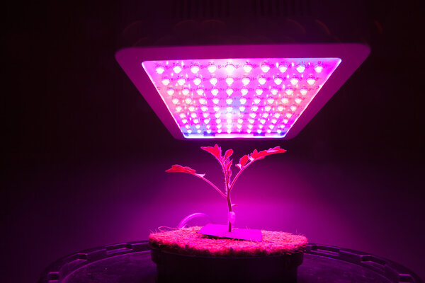 young tomato plant under LED grow light