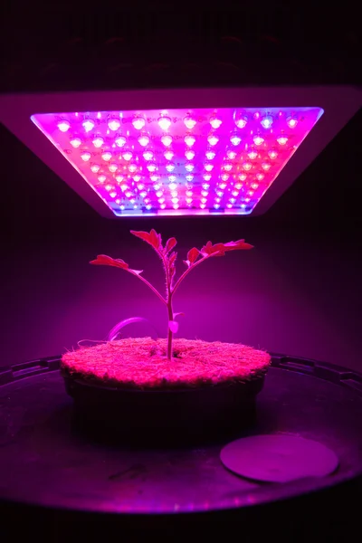 Young tomato plant under LED grow light — Stock Photo, Image