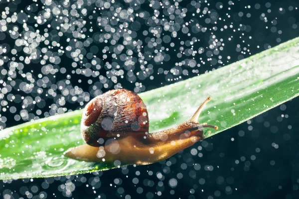 Caracol com partículas de água bokeh como fundo — Fotografia de Stock