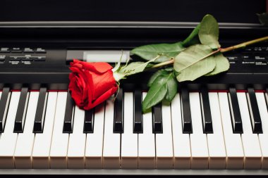 piyano tuşları ve kırmızı gül