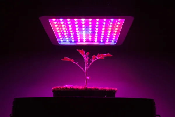 Planta de tomate jovem sob LED crescer luz — Fotografia de Stock