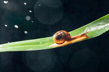 salyangoz su parçacıkları bokeh arka planla ile