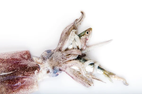 イカの白で隔離魚を狩猟 — ストック写真