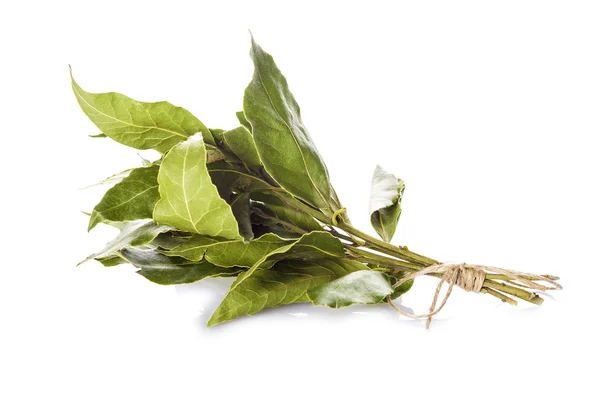 Manojo de hojas de laurel aisladas sobre fondo blanco — Foto de Stock