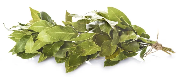 Bunch of laurel leaves isolated on white background — Stock Photo, Image