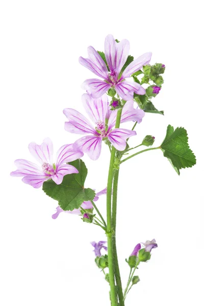 Mallow or malva flowers isolated on white — Stock Photo, Image