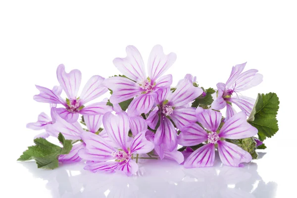 Mallow or malva flowers isolated on white — Stock Photo, Image