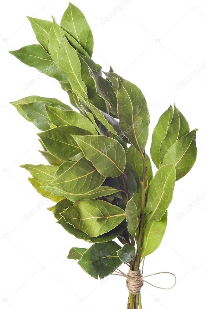 Bunch of laurel leaves isolated on white background