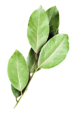 Лорел відділення ізольовані на білому тлі