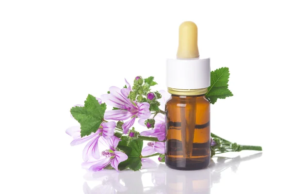 Dropper bottle with mallow malva extract — Stock Photo, Image