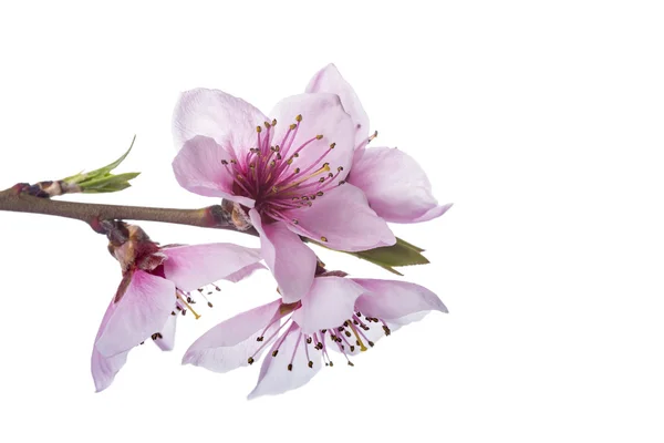 Fleurs de pêche isolées sur un fond blanc — Photo