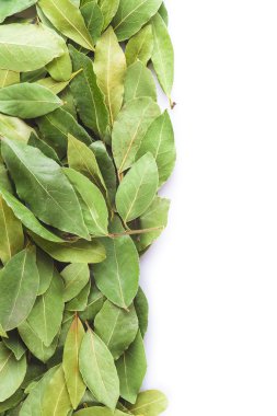 Defne yaprakları beyaz bir arka plan üzerinde kurutulmuş