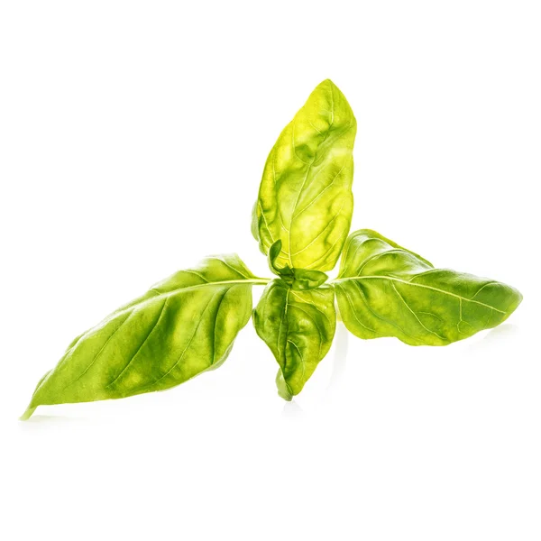 Basil leaves isolated on a white background — Stock Photo, Image