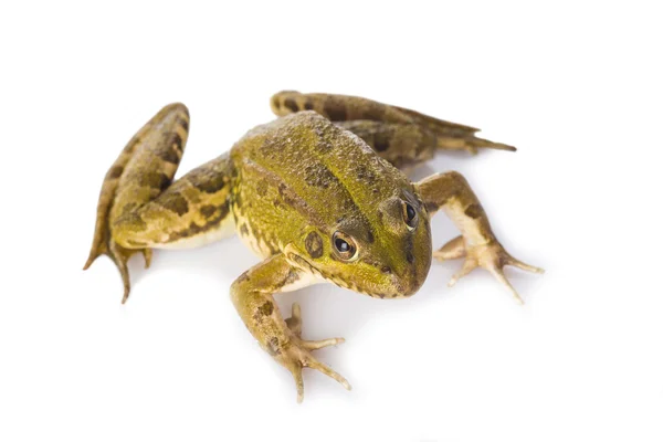 Green frog isolated on a white background — Stock Photo, Image