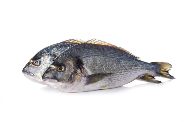 Gilt-head sea bream fishes isolated — Stock Photo, Image