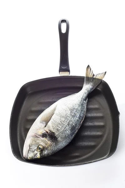 Gilt-head sea bream fish on a pan isolated — Stock Photo, Image