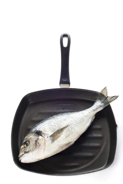 Gilt-head sea bream fish on a pan isolated — Stock Photo, Image