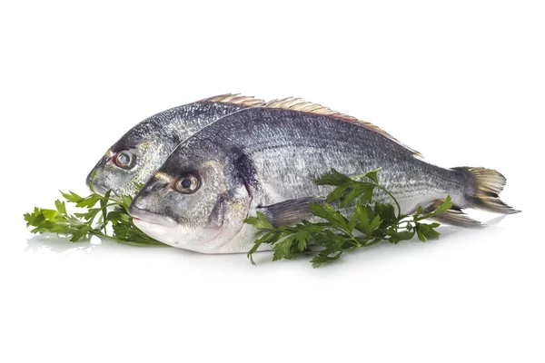 Gilt-head sea bream fishes isolated — Stock Image Gilt-head sea bream fishes isolated Royalty Free Stock Images