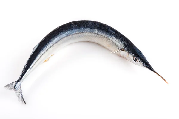 Fresh needlefish for a healthy diet — Stock Photo, Image
