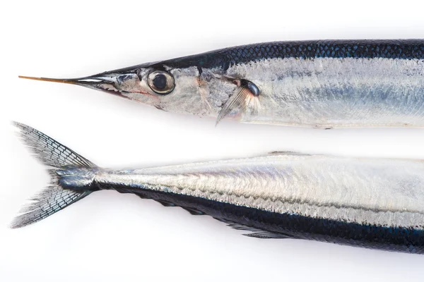 Fresh needlefish for a healthy diet — Stock Photo, Image