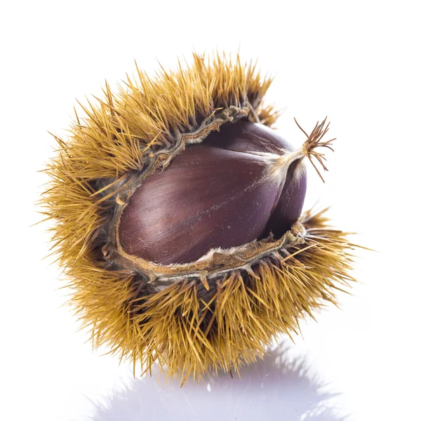 Chestnuts in its burr isolated on a white background — Stock Photo, Image