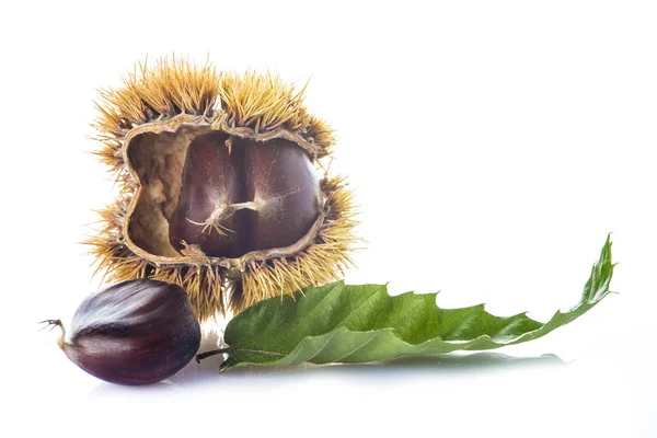 Chestnuts with leaves and burrs isolated on a white background — Stock Photo, Image