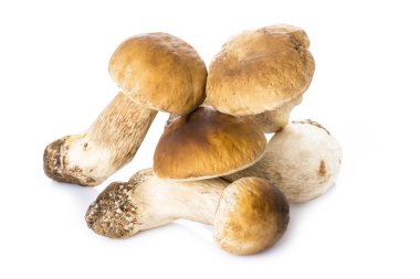 Beyaz bir arka plan üzerinde izole boletus mantarı