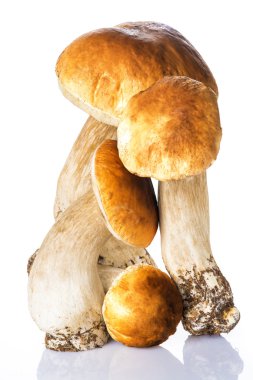 Beyaz bir arka plan üzerinde izole boletus mantarı