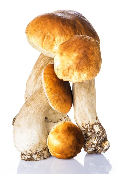 Boletus edulis isolated on a white background — Stock Photo, Image