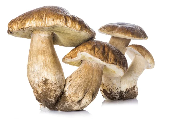 Boletus edulis isolado sobre um fundo branco — Fotografia de Stock