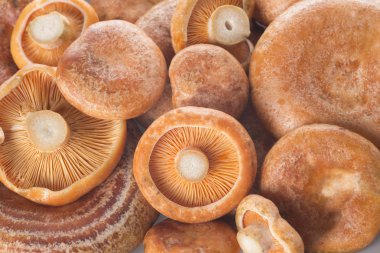 Safran süt büyük harf ya da lactarius deliciosus