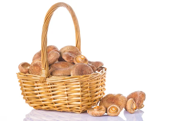 Basket with saffron milk caps isolated — Stock Photo, Image