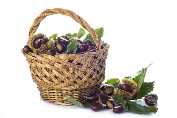 Cesta con castañas aisladas sobre fondo blanco — Foto de Stock