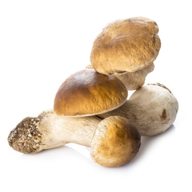 Beyaz bir arka plan üzerinde izole boletus mantarı